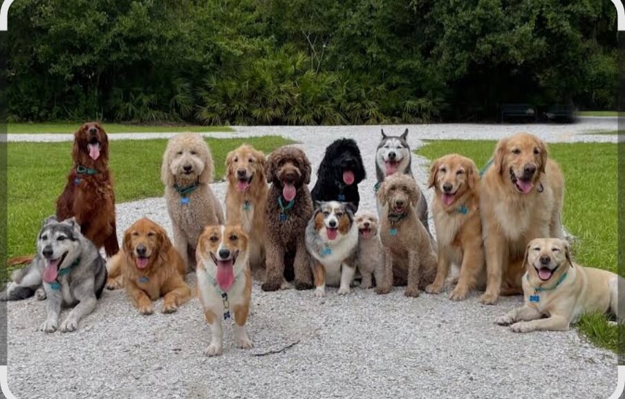 Why Dogs are also Woman's Best Friend